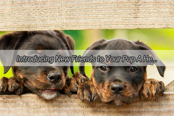 Introducing New Friends to Your Pup A Heartwarming Journey of Canine Bonding